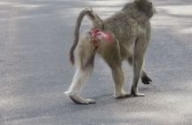 3 Day Kruger South Safari from Johannesburg