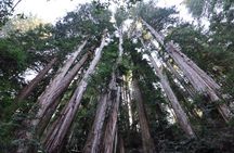 Muir Woods and Sausalito Day Trip Plus Rocket Boat Adventure