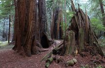 Muir Woods and Sausalito Day Trip Plus Rocket Boat Adventure