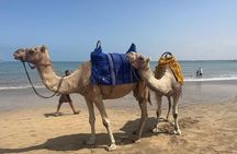 Private 4-Day Tour Casablanca to Marrakech via Fes& Sahara Desert