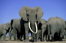 2 Days 1 Night Amboseli National Park Private Safari