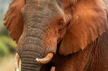 1 Day Exclusive Safari Akagera NP Spoting big five and Boat ride
