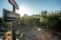 Olive Oil Tasting and Experience (The Original in Sicily)