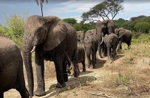 7 Day Classic Tanzania Safari Experience