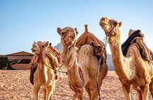 Private Full-Day Tour to Petra and Wadi Rum from Dead Sea