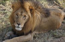 Ngorongoro 5 Day Private Tour with Transportation