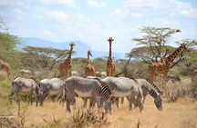 Ngorongoro 5 Day Private Tour with Transportation