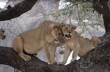 Ngorongoro 5 Day Private Tour with Transportation