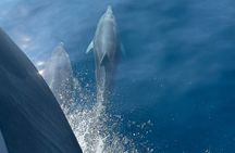 Golfo Aranci 3-hour cruise: dolphins and aperitif on vintage yachts