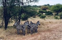 4 Day Safari Adventure Tarangire Serengeti and Ngorongoro