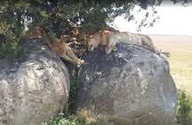 4 Day Safari Adventure Tarangire Serengeti and Ngorongoro
