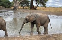 4 Day Safari Adventure Tarangire Serengeti and Ngorongoro