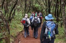 Kilimanjaro Day Hike Adventure