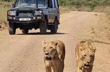 Nairobi National Park Game Drive Tour– Morning or Evening