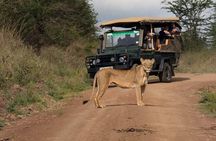 Nairobi National Park Game Drive Tour– Morning or Evening