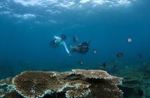 From Semporna Si Amil Island Diving or Snorkeling Day Trip