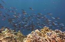 From Semporna Si Amil Island Diving or Snorkeling Day Trip