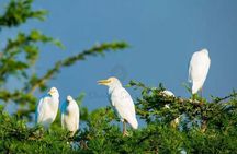 1 Day Exclusive Safari Akagera NP Spoting big five and Boat ride