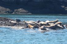 Old Sow Whirlpool and Whale Tours