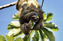 La Fortuna: Sloth Watching Tour with Butterfly Conservatory