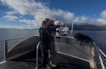 Whales and Lunch! Ketchikan's Premier Marine Mammal Viewing Tour