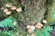 Ketchikan Town Tour, Totem Heritage Center & Trail Hike Combo