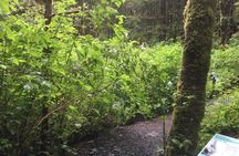 Ketchikan Town Tour, Totem Heritage Center & Trail Hike Combo