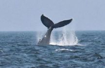Old Sow Whirlpool and Whale Tours