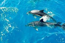 Benalmadena Catamaran : Dolphins, Tapas and Sea Baths 2hrs. 30min.