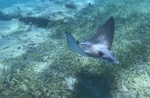 Turtle Snorkeling Experience in Vieques