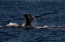 San Francisco Whale Watching Cruise from Fisherman's Wharf