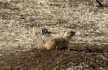 Custer State Park Wildlife Loop and Needles Highway Tour