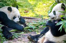 11-Day China Tour of Small Group to Beijing, Xian, Chengdu, Shanghai