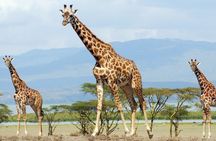 Crescent Island Naivasha Day Tour from Nairobi