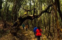 Shivapuri Day Hike from Kathmandu: Forest & Himalayan Views