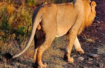Amboseli National Park: Full Day Tour From Nairobi