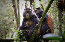 One Day Golden Monkey Trekking in Volcanoes National Park