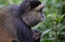 One Day Golden Monkey Trekking in Volcanoes National Park