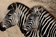 Full Day Guided Safari in Addo Elephant National Park