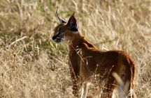 Full Day Guided Safari in Addo Elephant National Park
