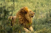 Full Day Guided Safari in Addo Elephant National Park