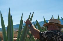 Experiencia: Mezcal, Pulque y tradición Oaxaqueña