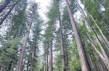 Guided Walking Tours in Redwood National and State Parks