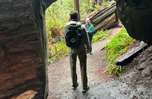 Guided Walking Tours in Redwood National and State Parks