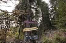 Guided Walking Tours in Redwood National and State Parks