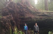 Guided Walking Tours in Redwood National and State Parks