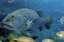 Ocean Lens - Guided Tour at Curaçao Sea Aquarium