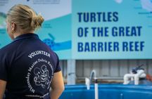 Eco HQ Experience Sea Turtle Rescue and Marine Conservation