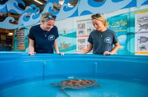 Eco HQ Experience Sea Turtle Rescue and Marine Conservation