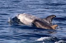 Whale Watching Safari in Sto, Vesterålen with Sea birds & Seals